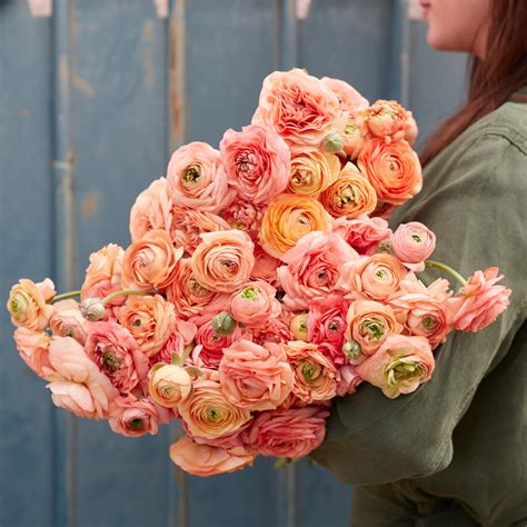Ranunculus Bulbs - Amandine Salmon | Flower Bulbs | Eden Brothers
