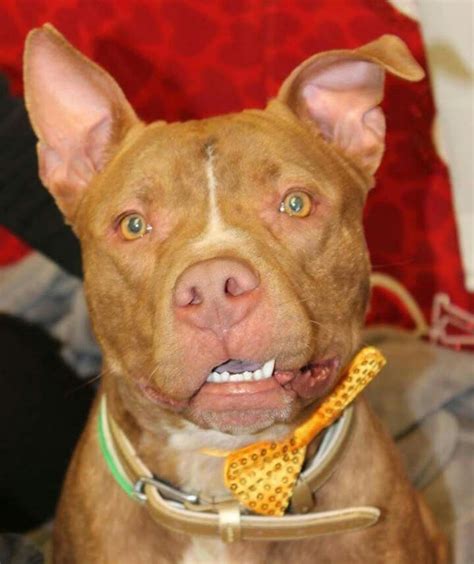 Pin by lisa carlson on PITTIE NATION | American pitbull terrier, Dog