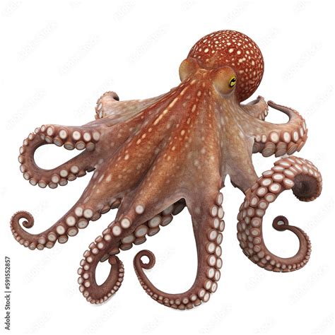 octopus png stock illustration adobe stock