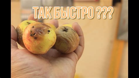 КАК ИЗБАВИТЬСЯ ОТ МОШЕК ЗА НЕСКОЛЬКО ЧАСОВ, лучший способ - YouTube