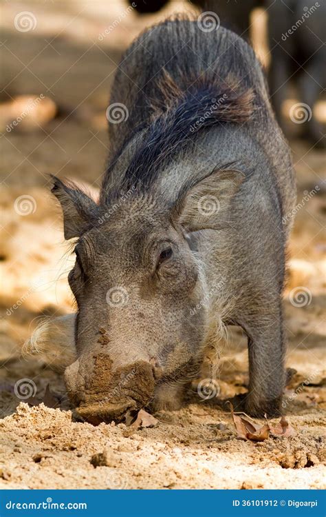 Young warthog stock photo. Image of closeup, warthog - 36101912