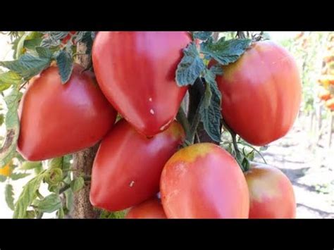 посадив этот томат🍅 всегда будете с богатым урожаем - YouTube