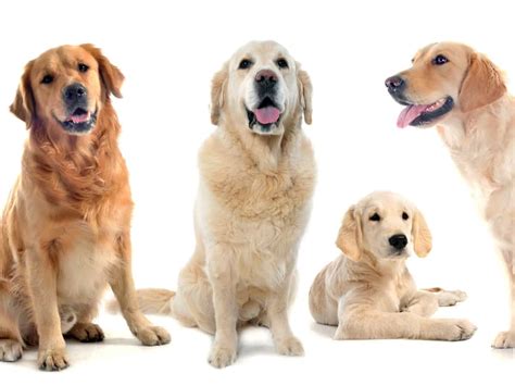 Golden Retrievers - World of Dogz