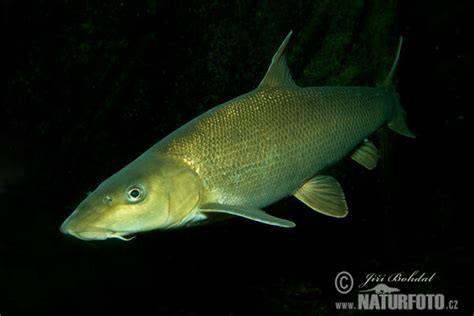 Barbus barbus Pictures, Barbel Images, Nature Wildlife Photos | NaturePhoto