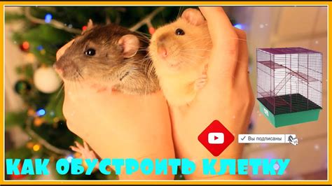КАК ПРАВИЛЬНО ОБУСТРОИТЬ КЛЕТКУ ДЛЯ КРЫС? / ЧТО ДОЛЖНО БЫТЬ В КЛЕТКЕ У ...