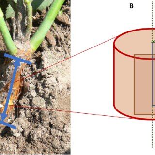 (PDF) Diversity in anatomical features of rose rootstock root necks ...