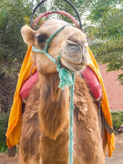 Marrakech - Travel Ahead Photography