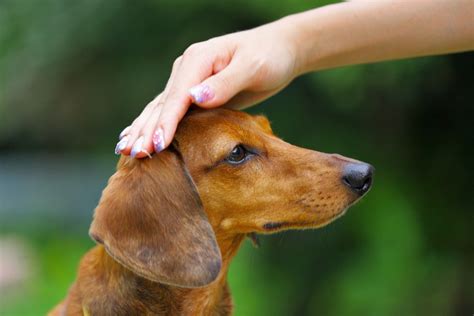 Dachshund Obedience Training: Tips for Training Your Dachshund