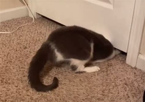 Video Captures 'Liquid Cat' Squeezing Under Door | Snopes.com