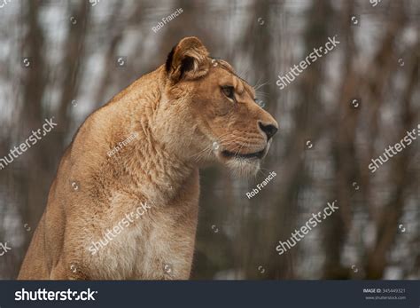 Photo Barbary Lioness Stock Photo 345449321 | Shutterstock