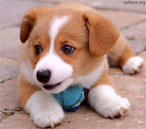 @ Imagens e Fotografias de: Cachorros Fofinhos