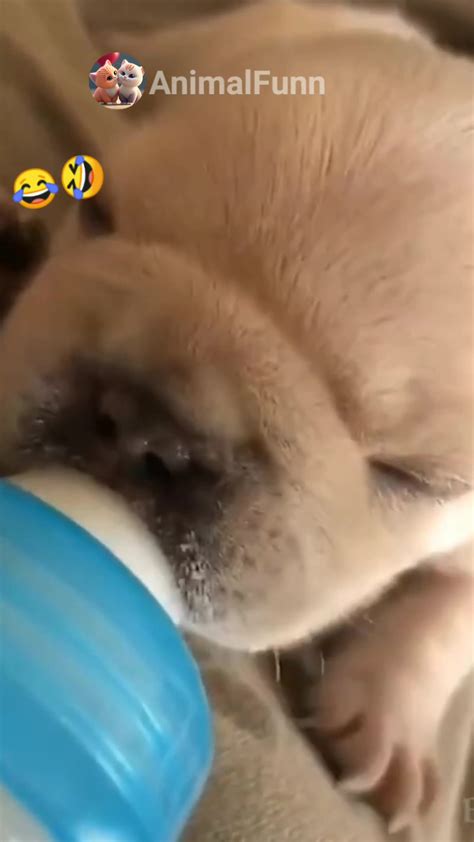 Cute puppy 🐶 Milk feeding by bottle 🍼 nipple, cute dogs