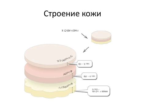 Строение кожи - презентация онлайн