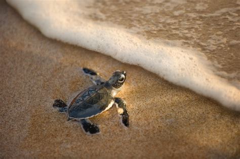 Where do baby sea turtles go? - Salon.com