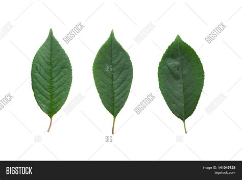 Cherry Tree Leaves Image & Photo (Free Trial) | Bigstock