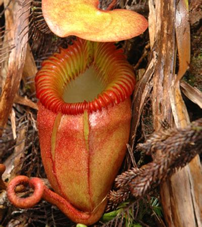 Непентес, Nepenthes, описание и виды Непентес, купить Непентес. Все о ...
