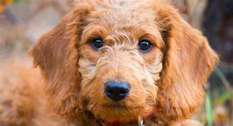 12 Week Old Labradoodle Puppy - Expert Care, Tips And Help