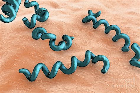 O Que É Treponema Pallidum - Treponema Pallidum Syphilis Bacteria #4 Photograph by Science Photo ...