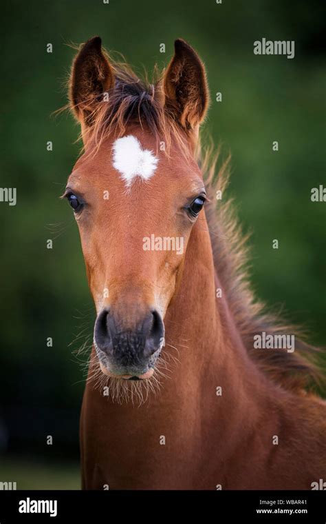 arabian horse portrait  bay foal austria stock photo alamy