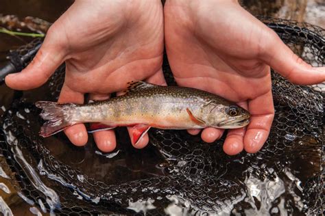 The Brook Trout Equation | Chesapeake Bay Magazine
