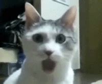 Surprised Look GIFs - Find & Share on GIPHY