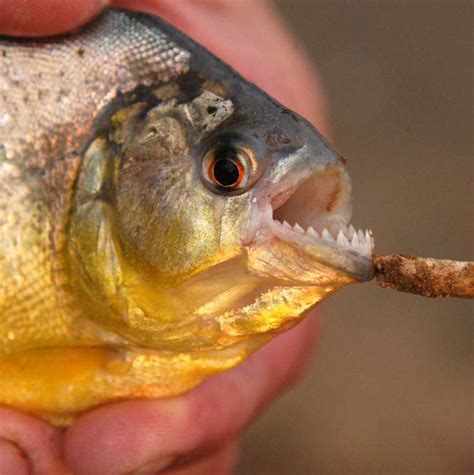 Mostly Cichlids - Suriname 2005