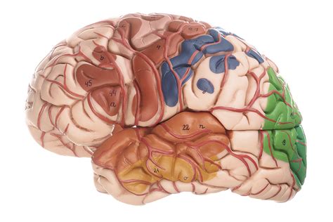 Brain with Arteries, Falx cerebri and indicated Cytoarchitectural Areas ...