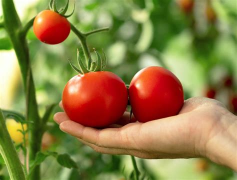 grow    popular garden vegetables