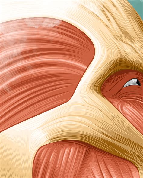 ATTACK ON TITAN • Vector Illustration :: Behance