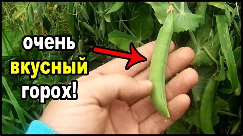 Мои любимые сорта гороха. Обзор двух сортов . - YouTube