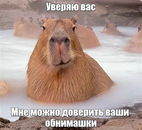 Create meme "a pet capybara, the largest rodent is the capybara, rodent ...