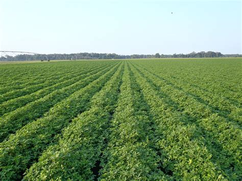 Peanut Breeding and Genetics