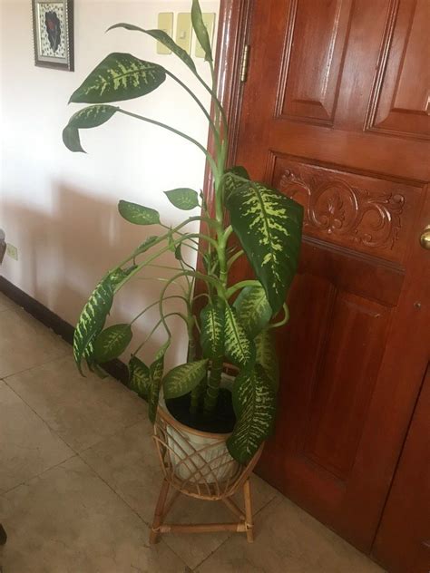 Real Plant Aesthetic Home Decor (comes with the pot) on Carousell