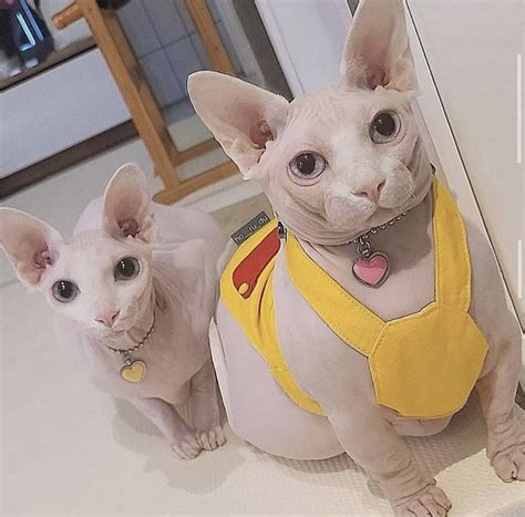 meet bingus  hairless cat