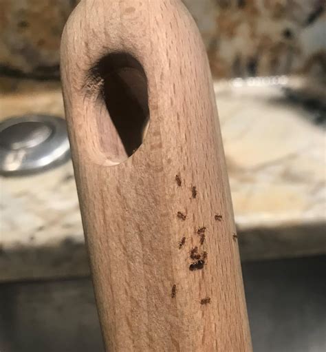 Smallest Ants Kitchen Mrs Hinch Fans Say Kitchen Product We All Have