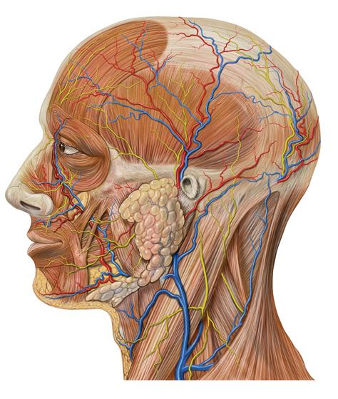 Cabeza humana - Wikipedia, la enciclopedia libre