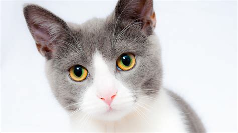 White Cat Desktop Wallpapers - Wallpaper Cave