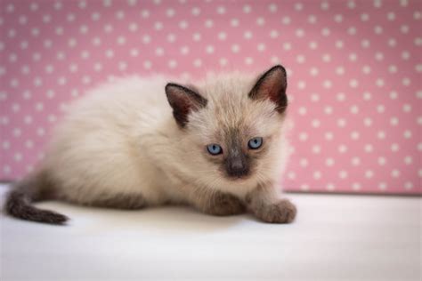 siamese cats with blue eyes 6