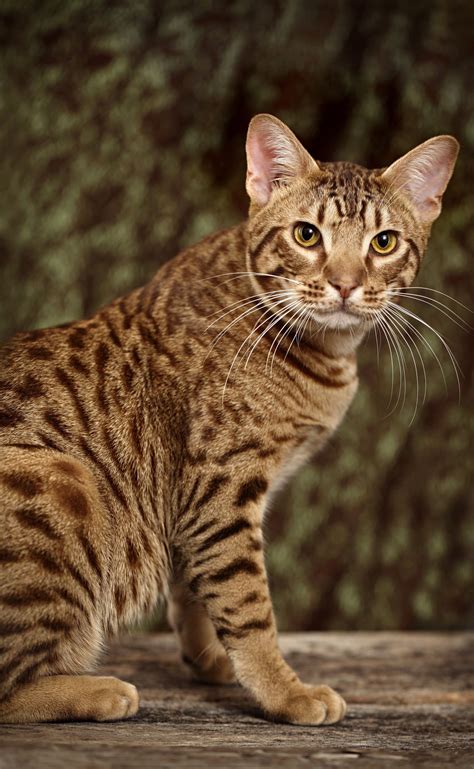 Tawny Spotted Ocicat