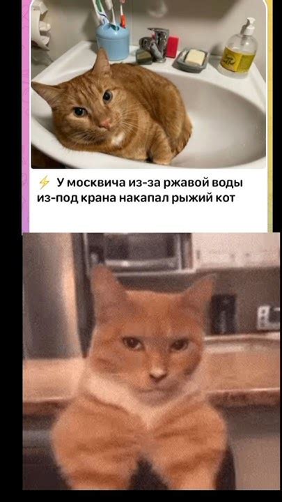 Маааау🫠 #мурзик #кот #phonk #мем #брадки #прикол #бибизьяна #мьюинг ...