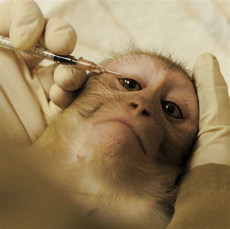 animal testing — ny farm animal save