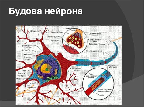 Нервова тканина | Презентація. Психологія