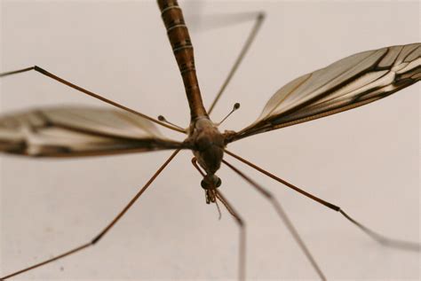 Flying Bug That Looks Like Giant Mosquito at Victoria Brownlee blog