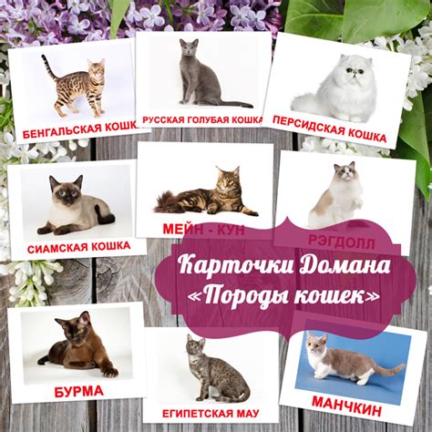 картинки породы кошек для детей, карточки домана скачать