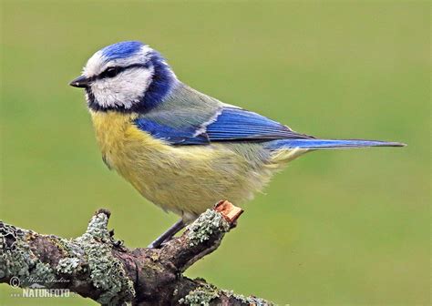 New Photos | NaturePhoto
