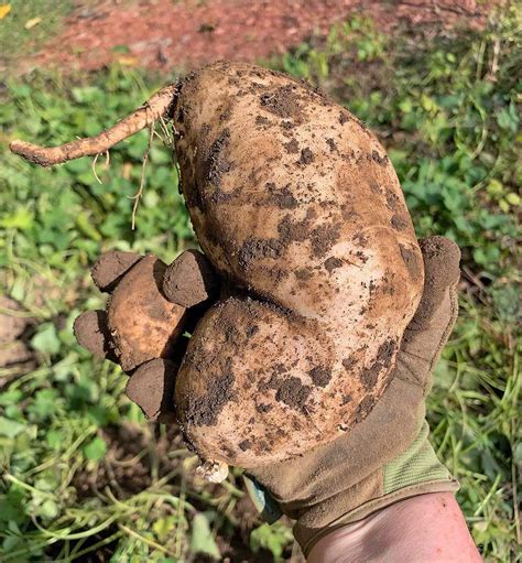 How to Harvest and Cure Sweet Potatoes - SproutedGarden.com