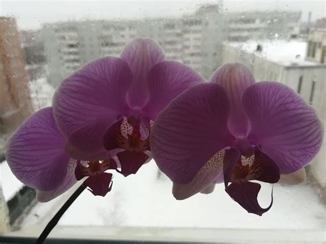 Орхидея сиреневая | Plants, Garden