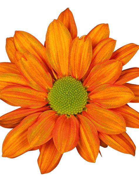 marcato meaning in music 6