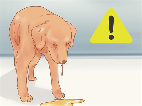 how to treat gas in dogs