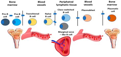 Gastrointestinal Involvement in Primary Antibody Deficiencies